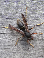 Polistes parametricus