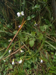 Viola nagasawae