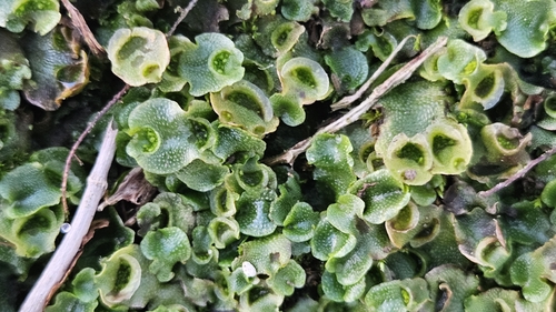 Crescent-cup liverwort
