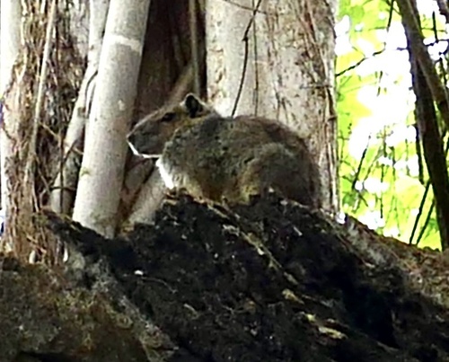 Rock Cavy