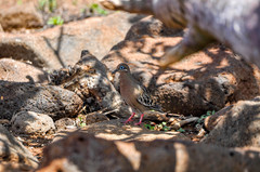 Zenaida galapagoensis