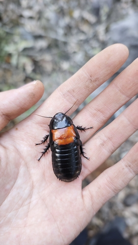Panesthia angustipennis cognata