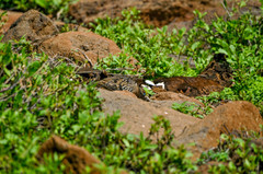 Zenaida galapagoensis
