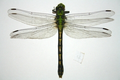 Ophiogomphus obscurus
