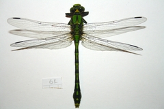 Ophiogomphus obscurus