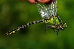 Ophiogomphus obscurus