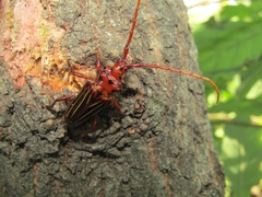 Chydarteres striatus