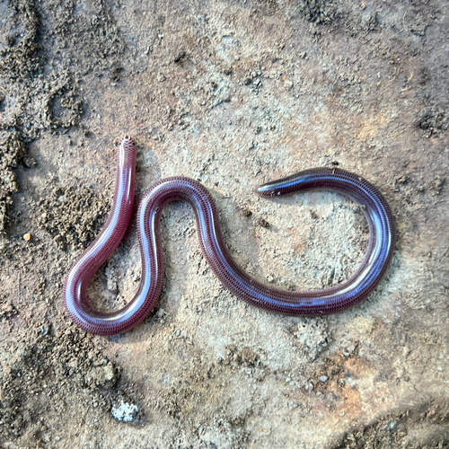 Blackish Blind Snake sighting
