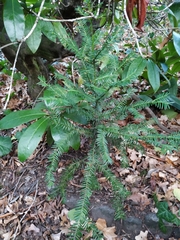 Taxus baccata