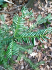 Taxus baccata