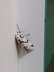 Hypercompe brasiliensis