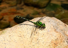 Ophiogomphus obscurus