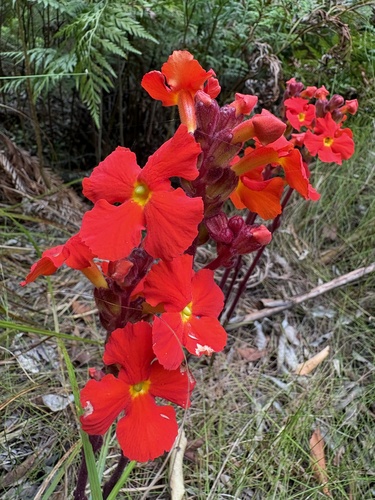 Harveya stenosiphon, photograph 2