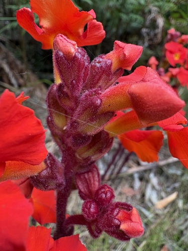 Harveya stenosiphon, photograph 3