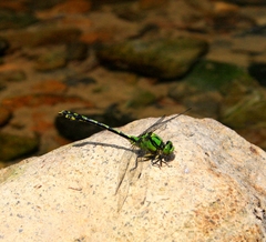 Ophiogomphus obscurus