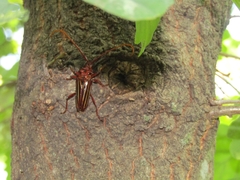 Chydarteres striatus