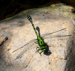 Ophiogomphus obscurus
