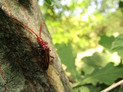 Chydarteres striatus