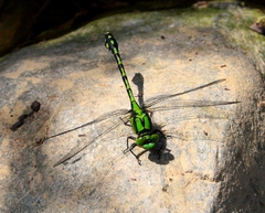 Ophiogomphus obscurus
