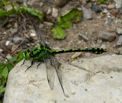 Ophiogomphus obscurus