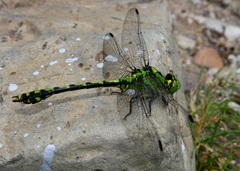 Ophiogomphus obscurus