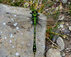 Ophiogomphus obscurus