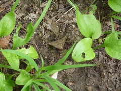 Phalaenophana pyramusalis