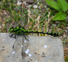 Ophiogomphus obscurus
