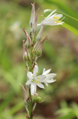 Chlorophytum borivilianum