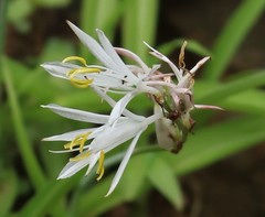 Chlorophytum borivilianum