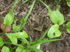 Phalaenophana pyramusalis