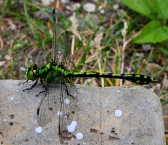 Ophiogomphus obscurus