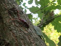 Chydarteres striatus