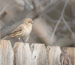 Haemorhous mexicanus