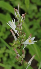 Chlorophytum borivilianum