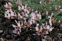 Astragalus helmii tergeminus