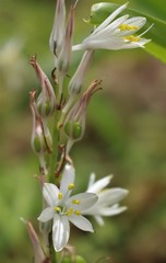 Chlorophytum borivilianum