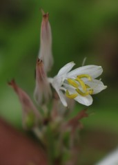 Chlorophytum borivilianum