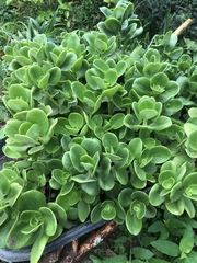 Crassula multicava multicava