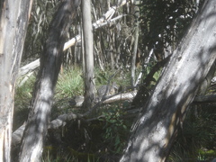 Notamacropus eugenii