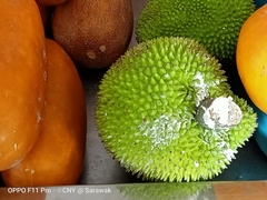 Artocarpus camansi