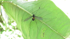 Tipula holoserica
