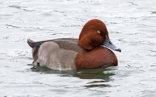 Common Pochard