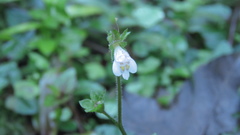 Mazus goodenifolius
