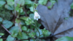 Mazus goodenifolius