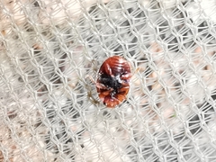 Scymnus subvillosus