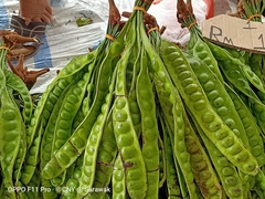 Parkia speciosa