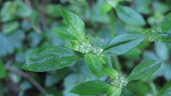 Spermacoce mauritiana