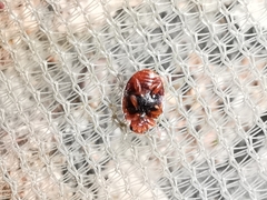 Scymnus subvillosus