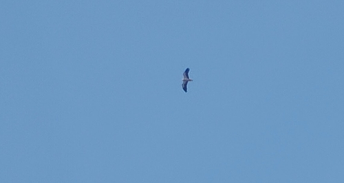 Indian Egyptian vulture